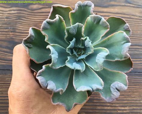 Echeveria Raindrops X Blue Curls Cactos E Suculentas Portugal