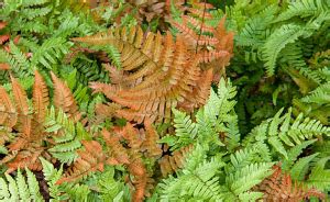 Autumn Fern Care Guide - OSERA