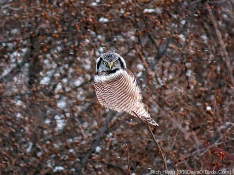 Northern Hawk Owl on the Hunt | 365 Days of Birds