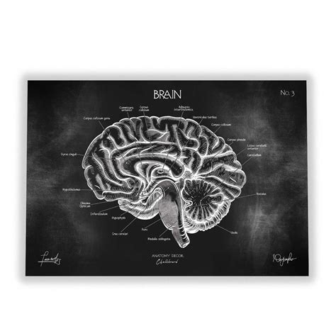 Plakat Anatomia M Zgu Chalkboard Anatomy Decor