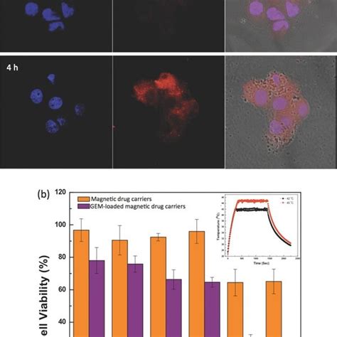 Confocal Laser Scanning Microscopy Images Of PANC 1 Cells After