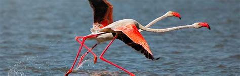 Greater Flamingo