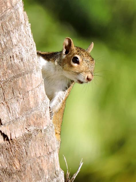 How To Keep Squirrels From Chewing Patio Cushions What Really Works