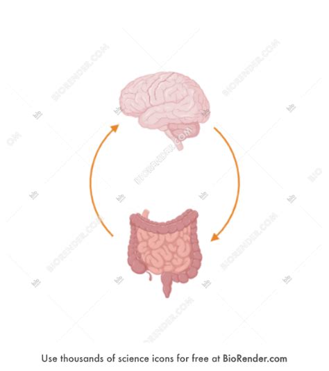 Free Gut Brain Axis Icons Symbols And Images Biorender