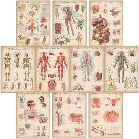 Er Pack Vintage Anatomisches Poster Set Laminiert Muskulatur