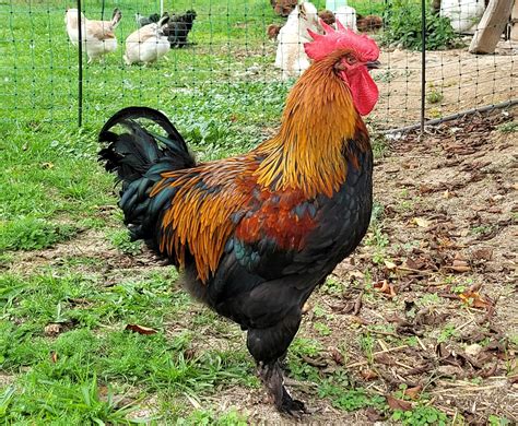 Coq Marans Noir à camail cuivré Les Belles Plumes