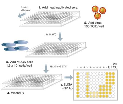 Microneutralization Test For Antiviral Research Creative Diagnostics