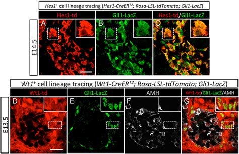 Contribution Of Hes1 And Wt1 Progenitor Cells To The Gli1 Download Scientific Diagram