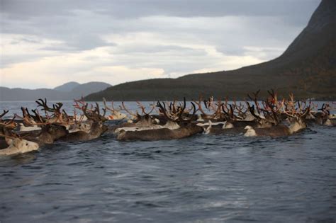 'Our souls touch': Sámi reindeer herders - Survival International