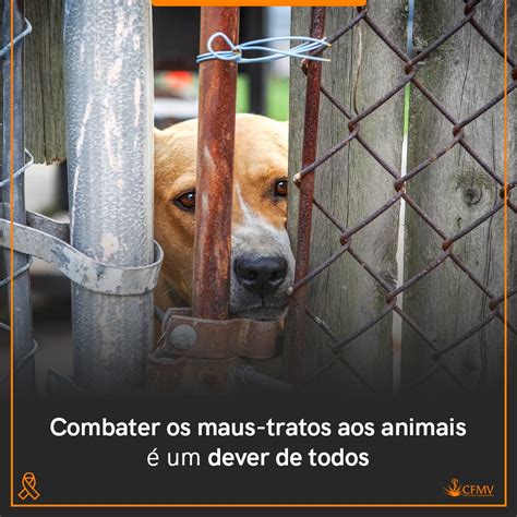 Combater Os Maus Tratos Aos Animais Um Dever De Todos Crmv Rn