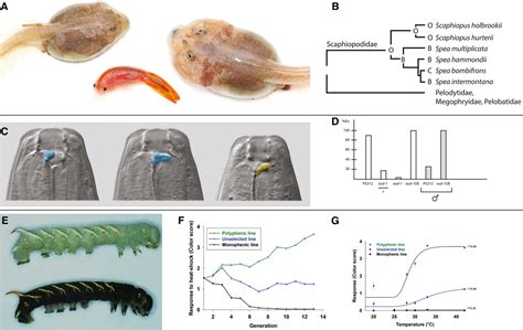 Figure 1 From Phenotypic Plasticity From Theory And Genetics To