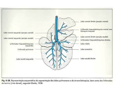 Dr Rosivaldo Vet Sistema RespiratÓrio