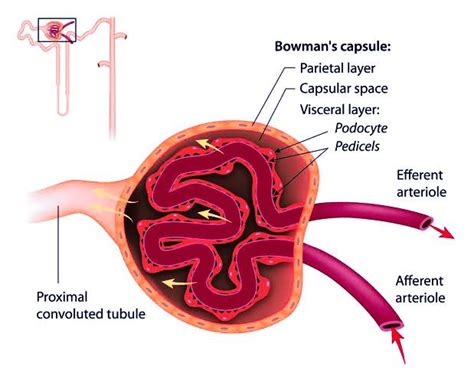 Podocytes Are The Cells Present Ina Cortex Of Nephronb The Inner