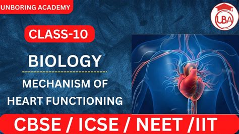 Mechanism Of Heart Functioning Class Biology Cbse Lec