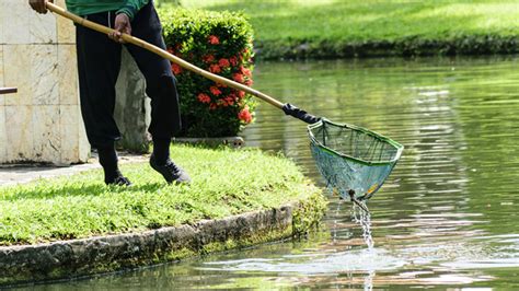 Algae Control | Effective Strategies For A Clean And Healthy Pond ...