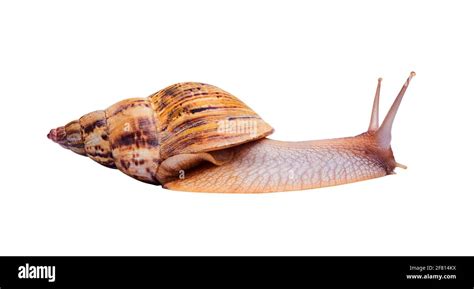 Crawling Live Snail Achatina Isolated On White Background Side View