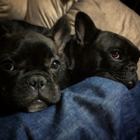 Twin French Bulldog Puppies French Bulldog French Bulldog Puppies