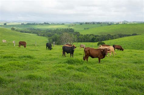 Formação De Pastagens Agro Insight