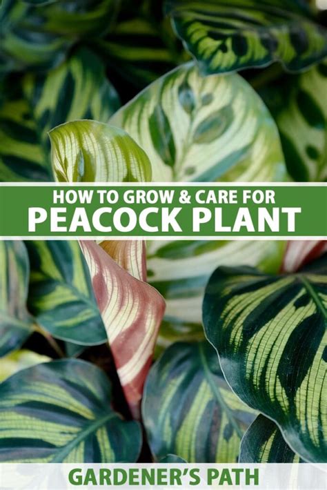 How To Grow And Care For Calathea Peacock Plants Gardeners Path