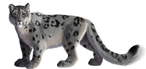 Download Original Art By Kacey Barton Snow Leopard Png Full Size