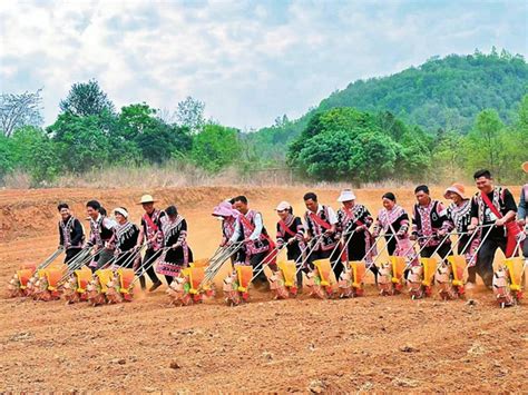 院士团队在普洱市澜沧县竹塘乡参加活动——旱地水稻技术示范播种云南省农业农村厅