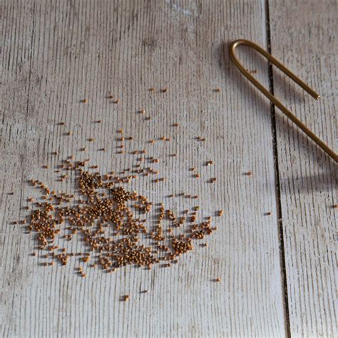 Unwins Wild Rocket Napoli Seeds - Herbs – Unwins UK