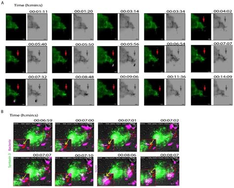 Focal Exocytosis Of Syntaxin At Nascent Phagosomes A Snapshots Of