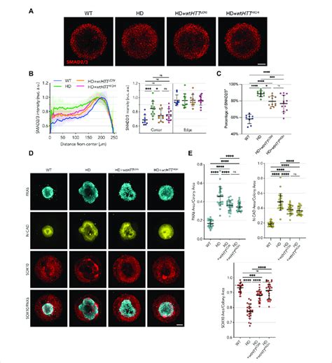 Homogeneous Levels Of WtHTT Expression Partially Rescue The Phenotype