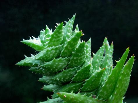 Tipos De Aloe Para Decorar Tu Patio O Terraza Gu A Completa