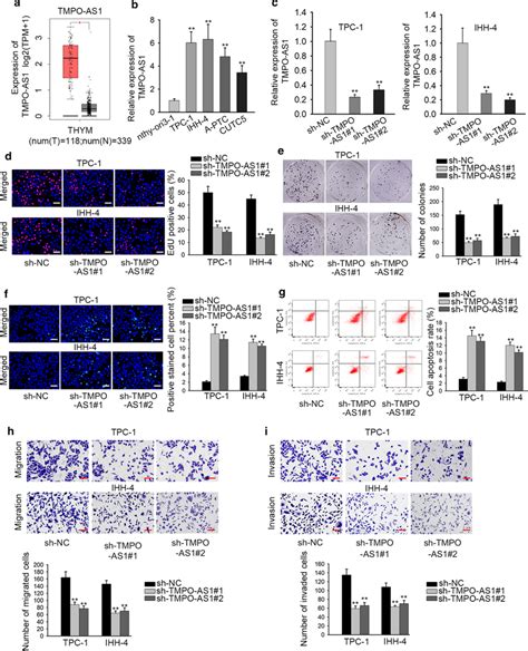 The Expression Of TMPO AS1 Is Significantly Upregulated In TC Tissues