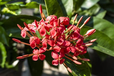 Red Ixora Coccinea Ixora Coccinea Flower In Selective Focus And Blurry