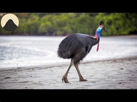 Evolution Of The Giant Flightless Birds Youtube