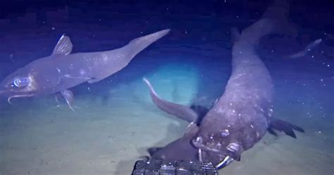 Rare footage of world's largest deep sea fish that lives in darkness 6 ...