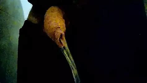 Kocalos Good Morning Pissing Gay Porn XHamster