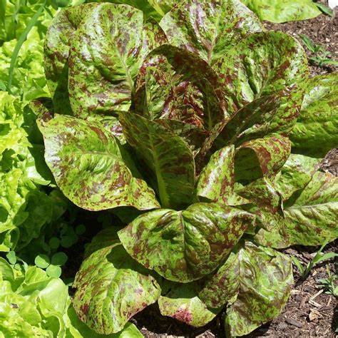 Freckles Romaine Lettuce Laitue Romaine Freckles Matches Seeds