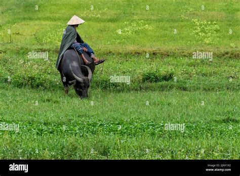 Farmer Sitting On His Buffalo Stock Photo Alamy