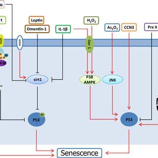 P Regulates The Signaling Pathway Of Chondrocyte Senescence