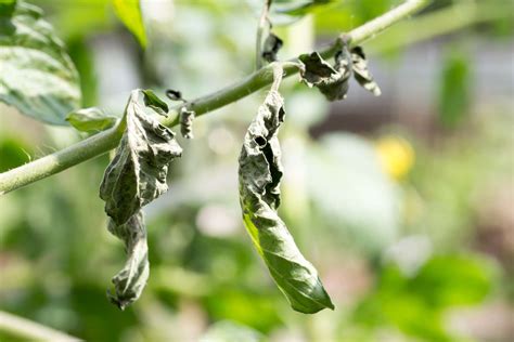 How To Identify Treat And Prevent Tomato Spotted Wilt Virus