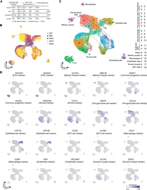 Single Cell Analysis Of The Developing Human Ovary Defines Distinct