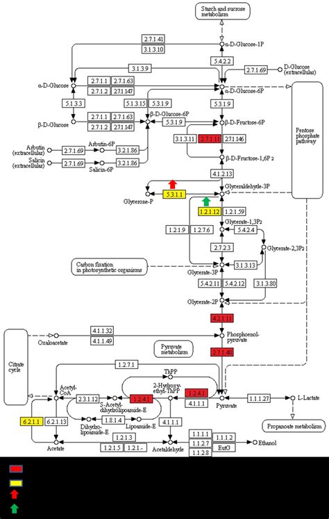 7 Metabolic Pathway Coverage Glycolysis And Gluconeogenesis The