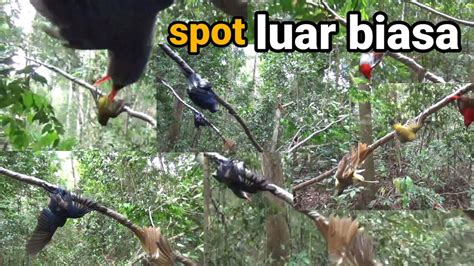 Mikat Burung Di Hutan Sumatra Memang Tak Ada Duanya Segala Macam