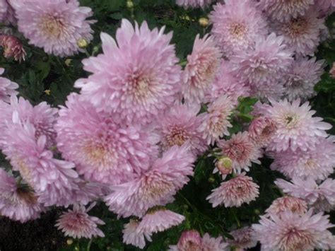 Купить семена Хризантема Chrysanthemum Slavianotchka в Москве: доставка ...