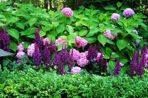 Boxwood Astilbe And Hydrangea