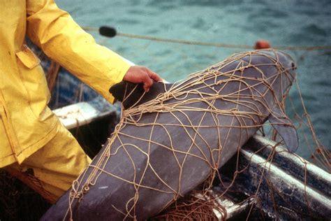 The Vaquita Might Not Withstand The Rising Chinese Market For Totoaba