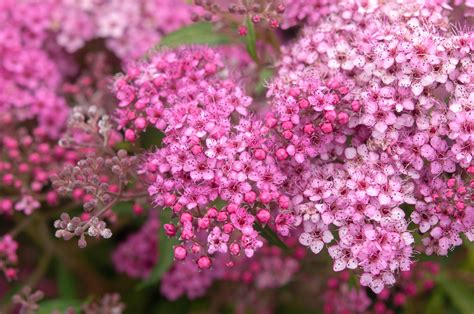 How To Grow And Care For Spiraea Shrubs