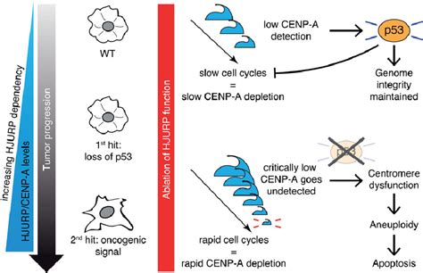 Proposed Model Hjurp Sustains Cellular Transformation In Cells Lacking