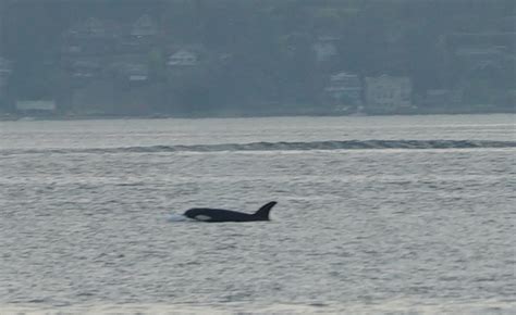 West Seattle Blog Whales Orcas Off West Seattle