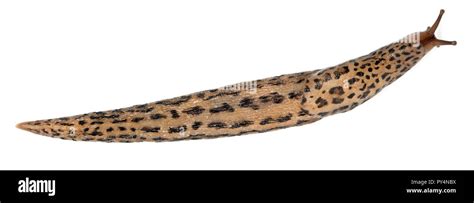 Leopard Slug Limax Maximus In Front Of White Background Stock Photo