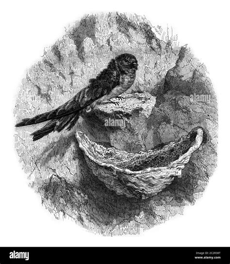 Edible Nest Swiftlet Aerodramus Fuciphagus And Nest Of 41 OFF