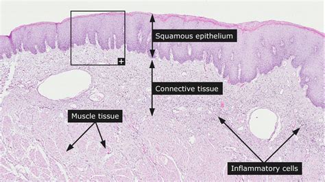 Oral Cavity Histology